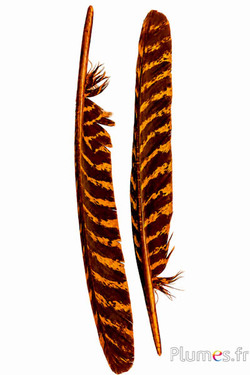 Tacchino bronzo - 33-38 cm - dorato azteco-nero